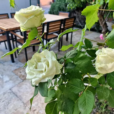 Premium Alba Rosa سبليت